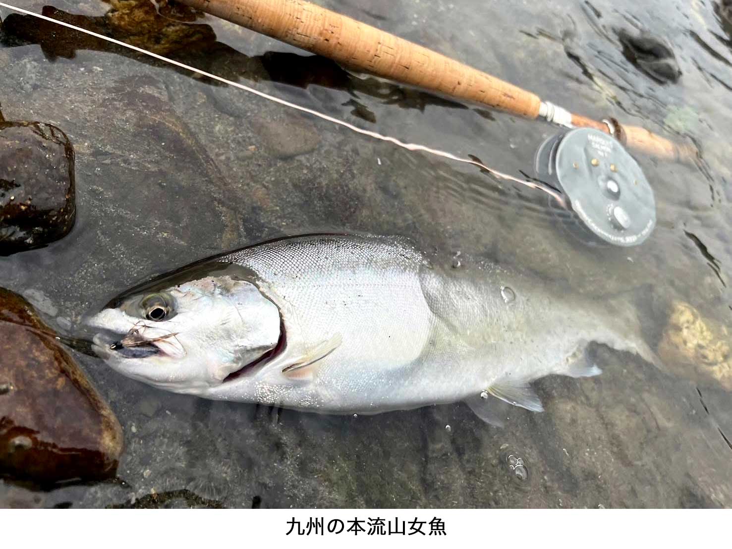 九州の本流ヤマメ